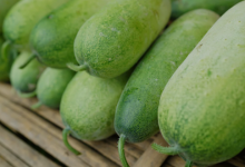 Photo of Can ash gourd juice enhance skin and digestion over the course of 21 days?