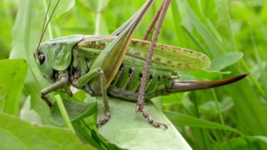 Photo of Singapore Approves 16 Insects for Human Consumption: A New Frontier in Sustainable Eating